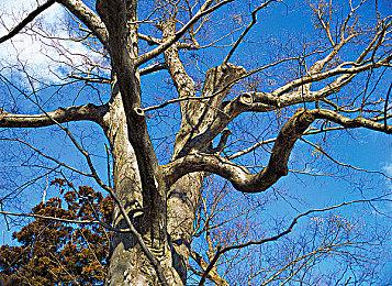 《刀剑乱舞无双》第一部队介绍演示：“蜻蛉切”